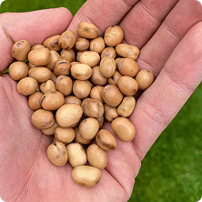 semillas MP SEEDS