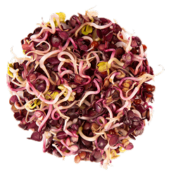 brotes mpseeds