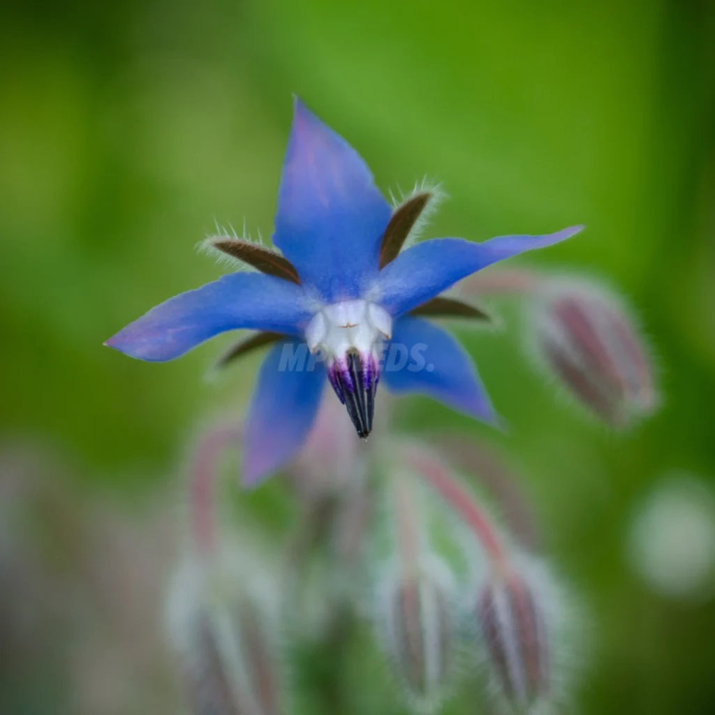 Flores de Borraja