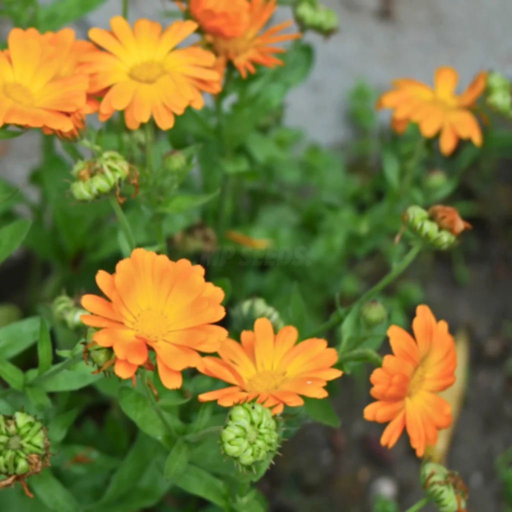 Flores de Caléndula