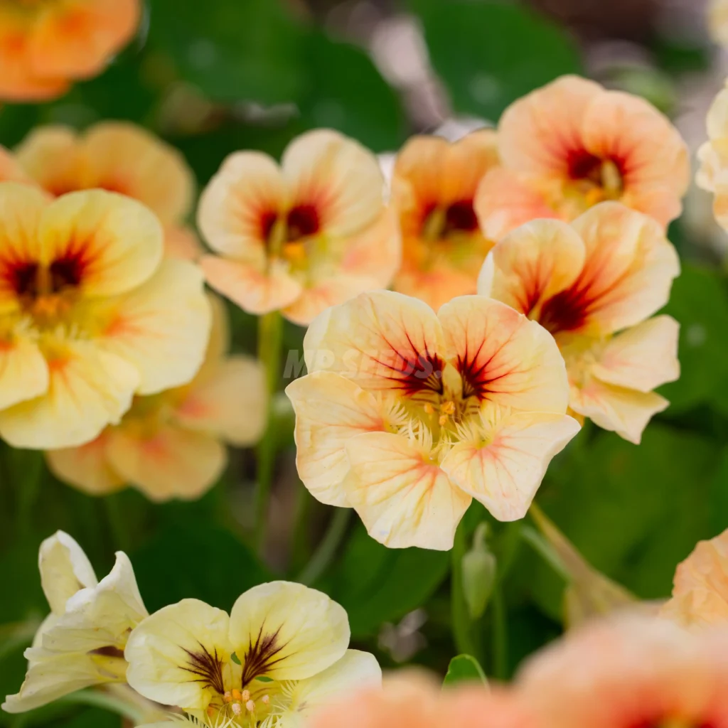 Flores de Capuchina