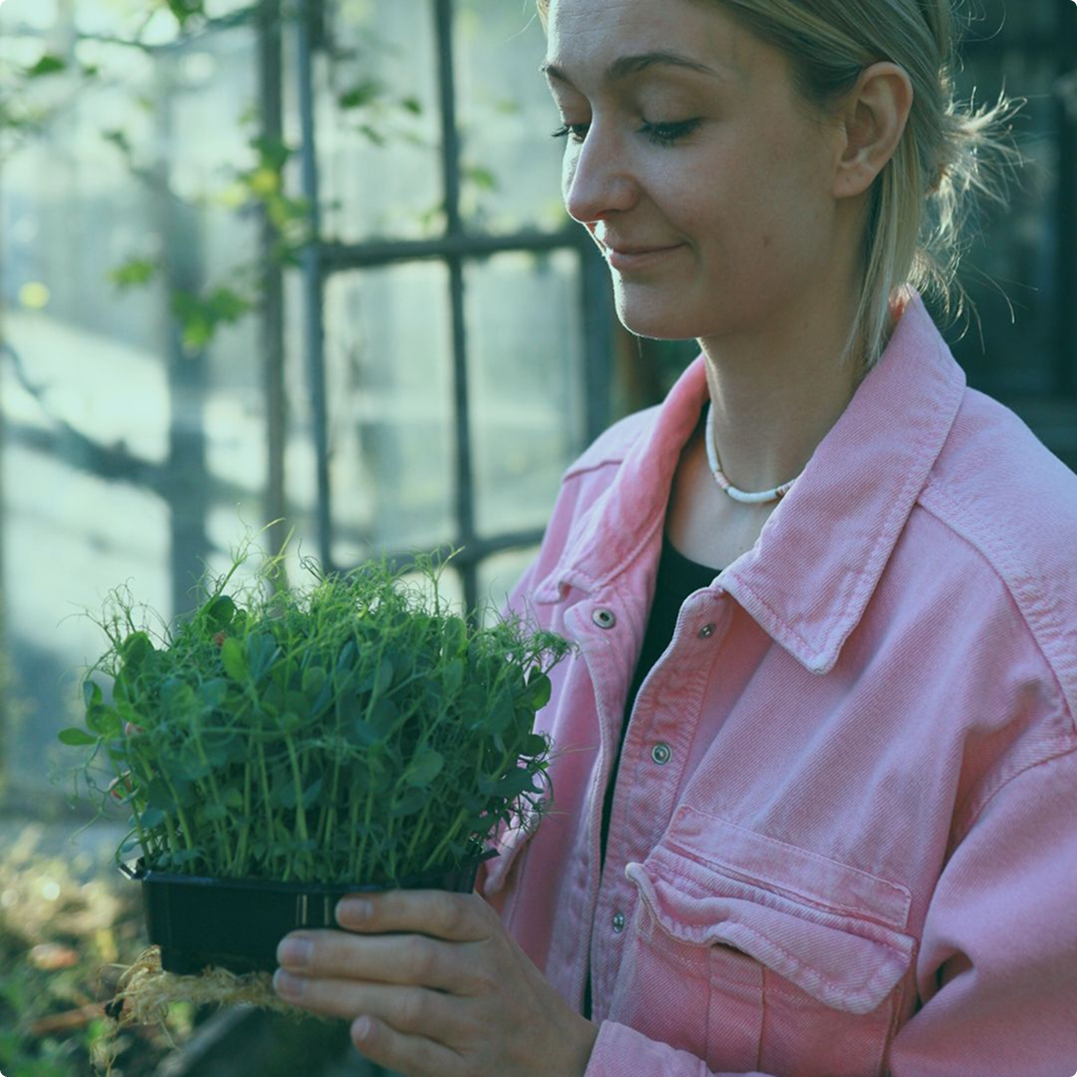 Microgreens de guisante: cómo cultivarlos de manera rápida y fácil
