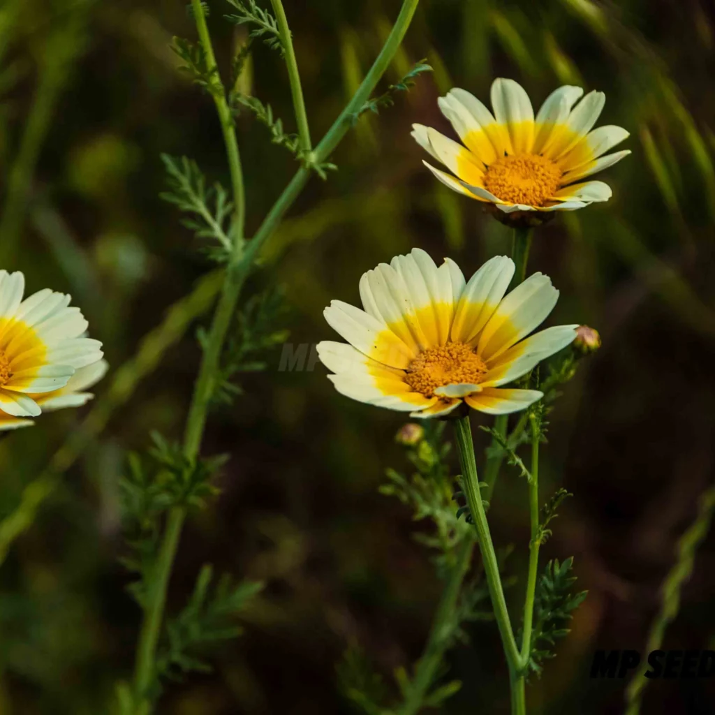 Flores de Shungiku
