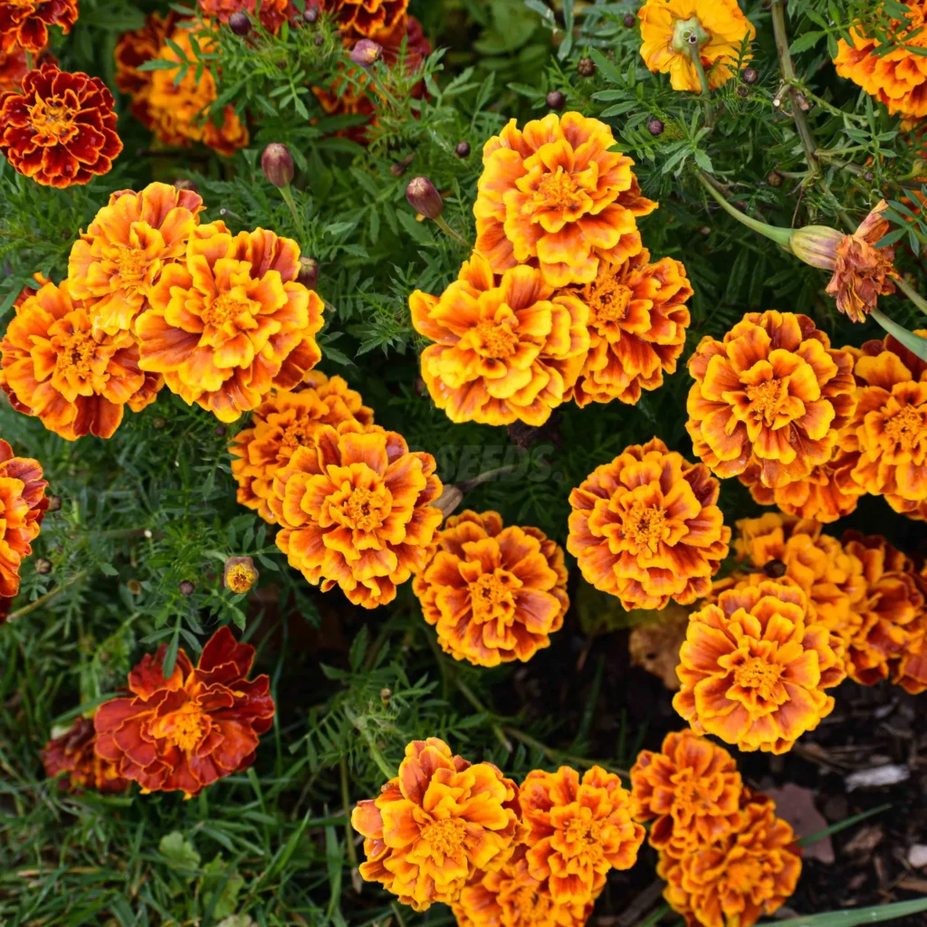 Flores de Tagete