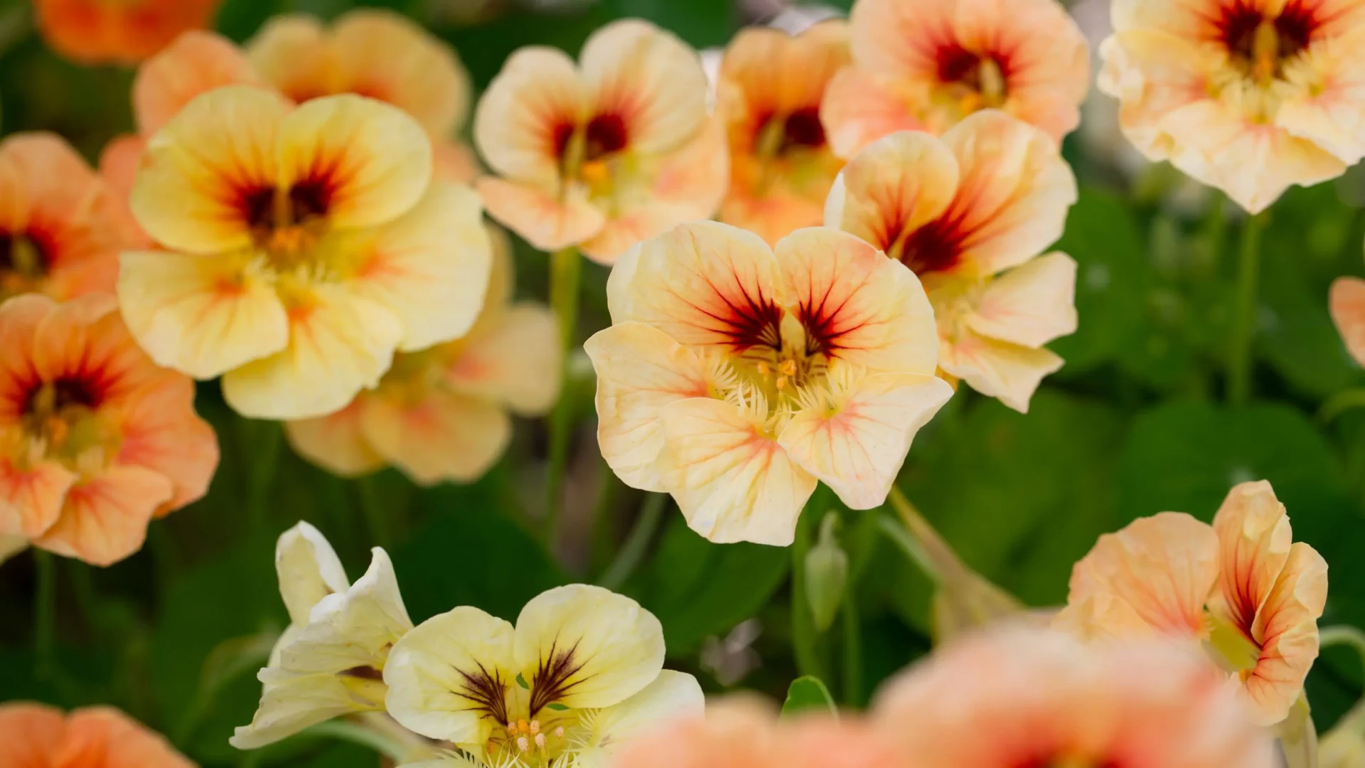 Flores comestibles: Cómo identificarlas y datos curiosos (con fotos)