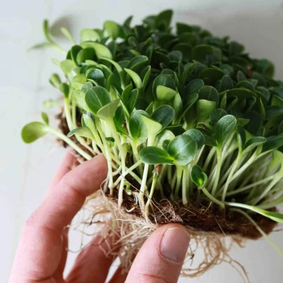 Microgreens de cardo mariano maduros listos para usar