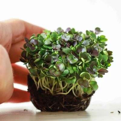 Microgreens de Pak Choi Rojo listas para usar