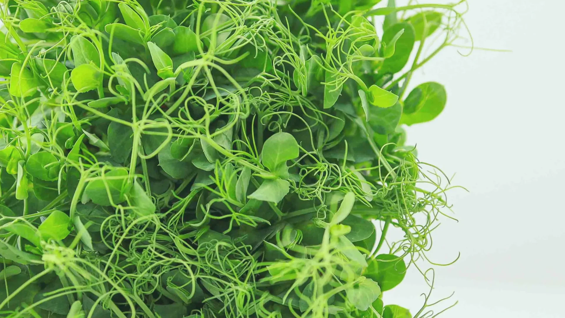 Brotes de guisante: la mejor variedad para tu granja urbana