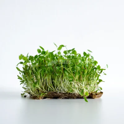 Microgreens de anís cultivados con semillas de MP SEEDS