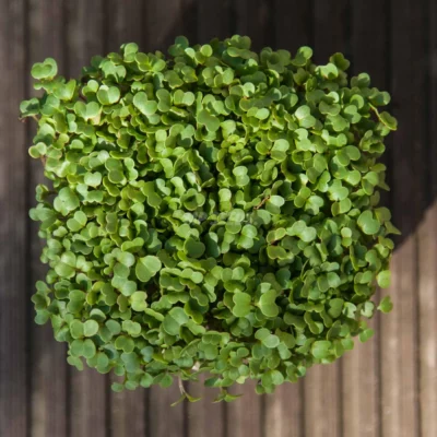 Microgreens de Rúcula Rocket cultivados a partir de semillas MP Seeds
