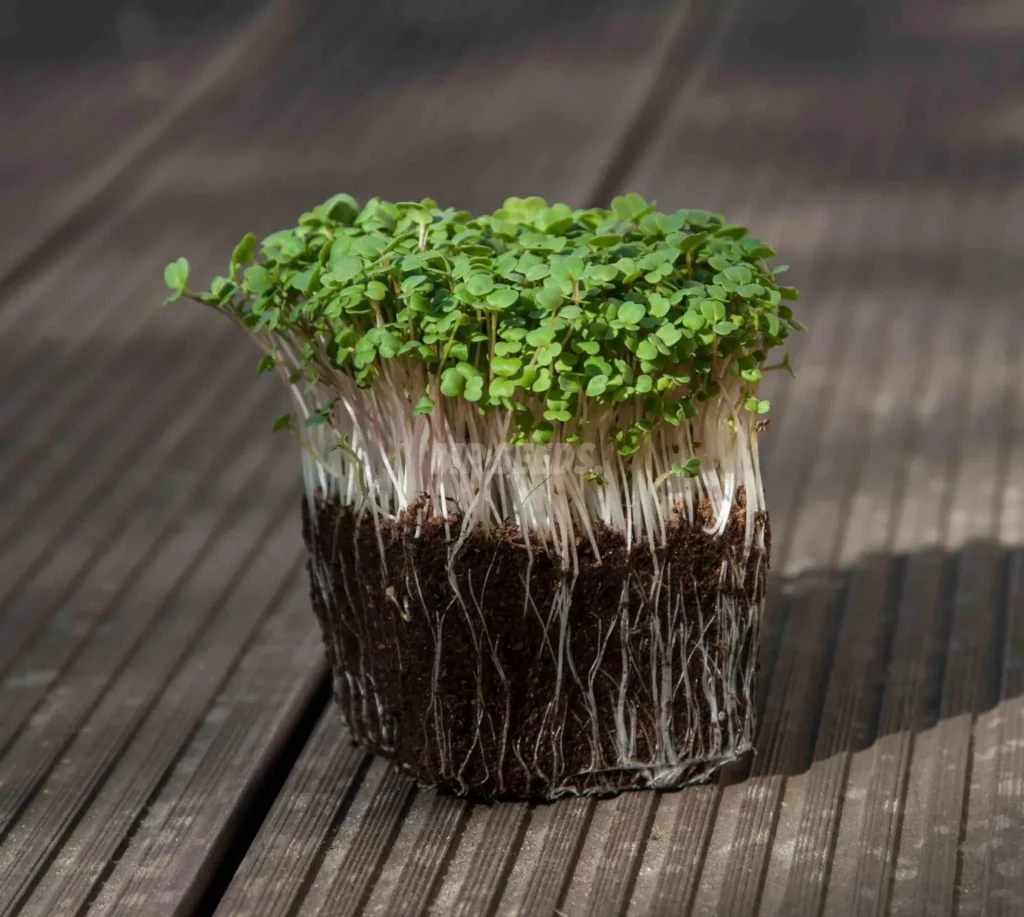 Microgreens de rúcula cultivados a partir de nuestras semillas
