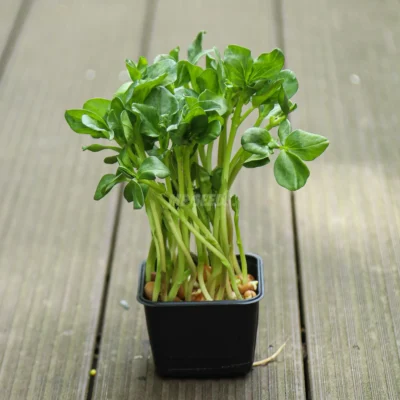 Microgreens de Haba en una maceta