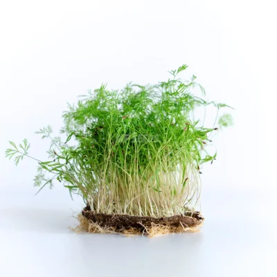 Microgreens de hinojo cultivados a partir de semillas MP SEEDS