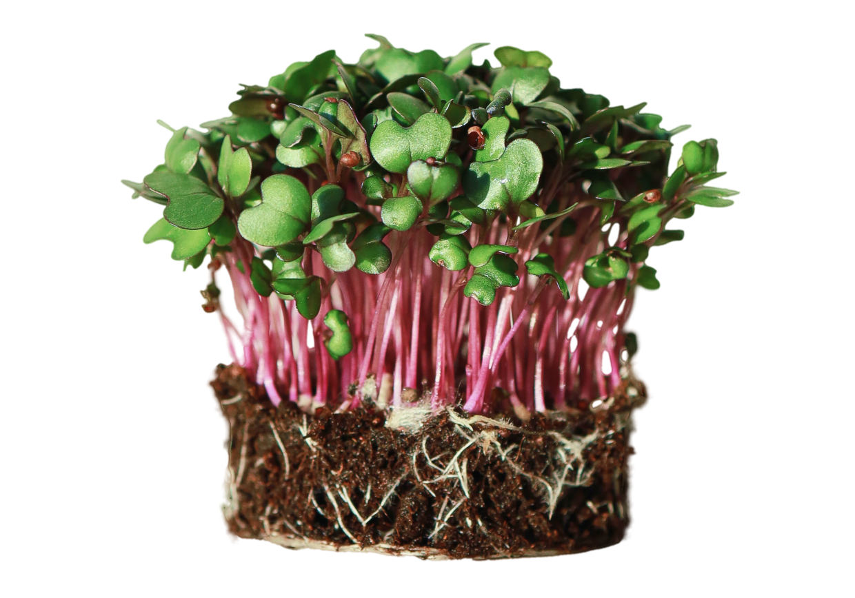 microgreens mp seeds a partir de nuestras semillas