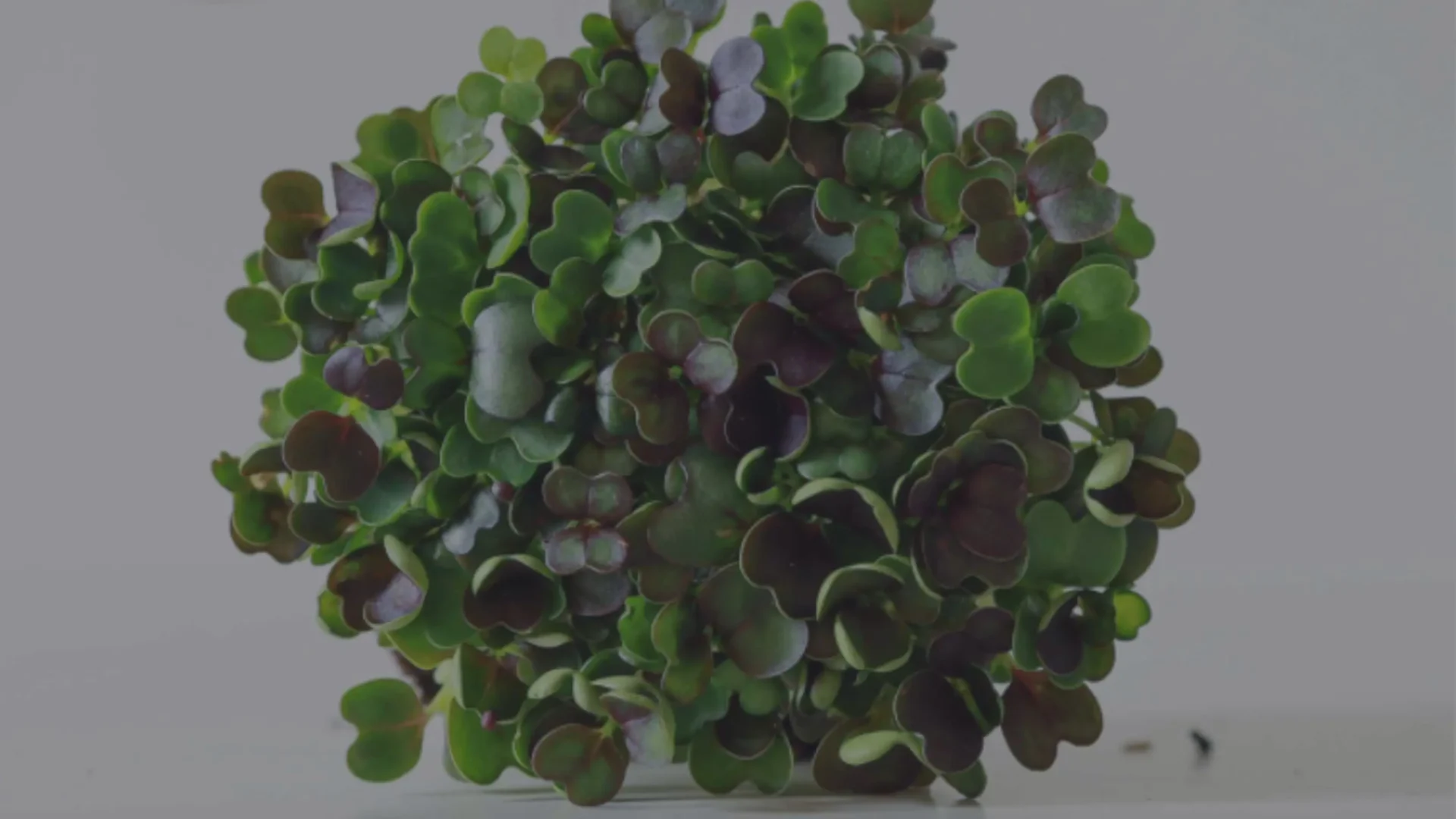 ¿Qué beneficios para la salud aportan los microgreens?