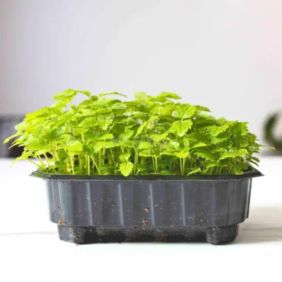 Microgreens de Melisa Limón procedentes de nuestras semillas