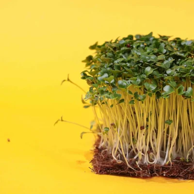 Microgreens de Mostaza Negra cultivadas a partir de nuestras semillas