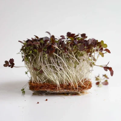 Microgreens de Mostaza Radd cultivados a partir de nuestras semillas