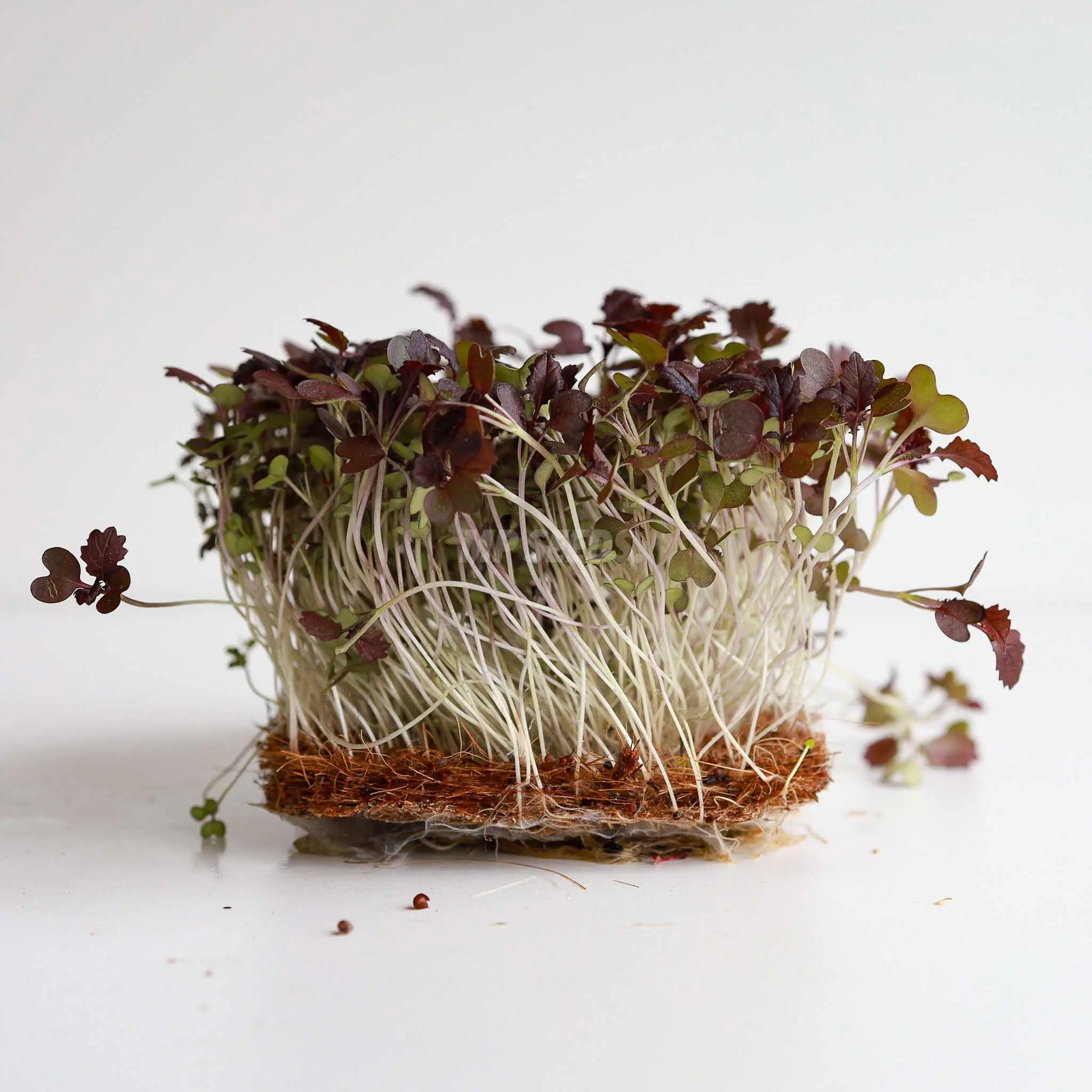 Mostaza, Radd Semillas para Microgreens - MP Seeds