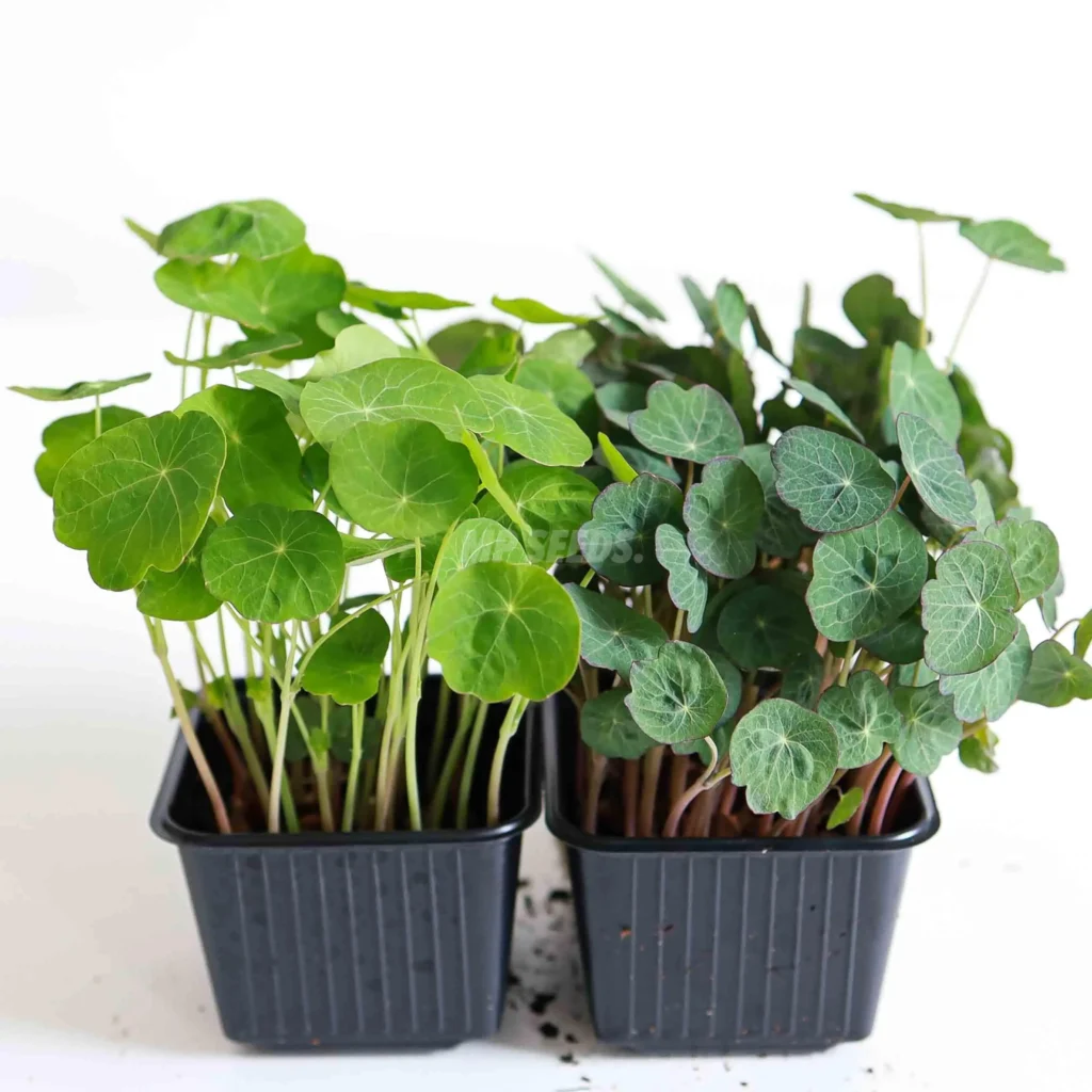Microgreens de capuchina