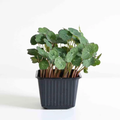 Microgreens de Capuchina Empress of India variedad oscura listas para usar