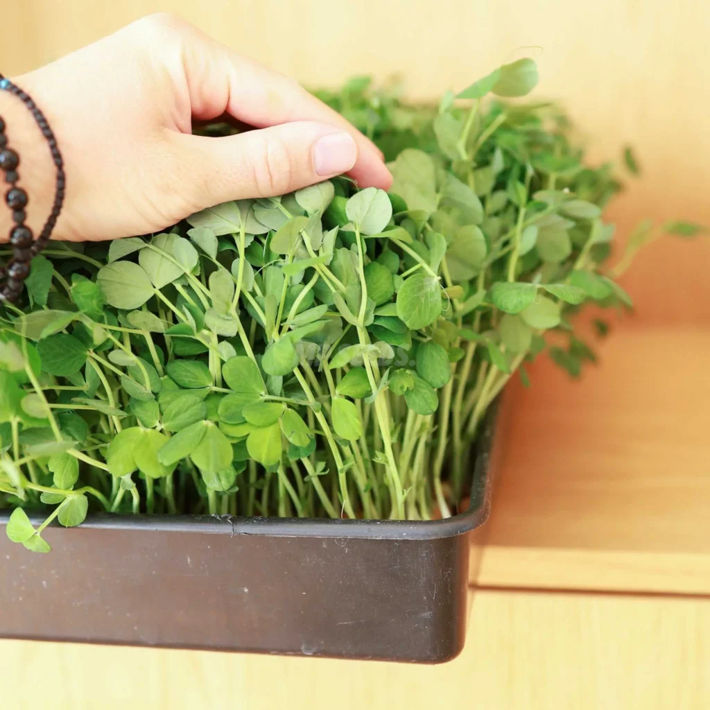 microgreens de guisante a partir de nuestras semillas