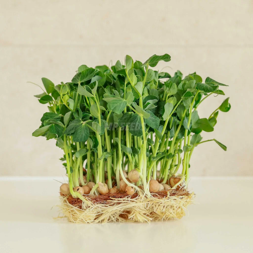 Microgreens de guisante Jumbo cultivados a partir de semillas MP Seeds