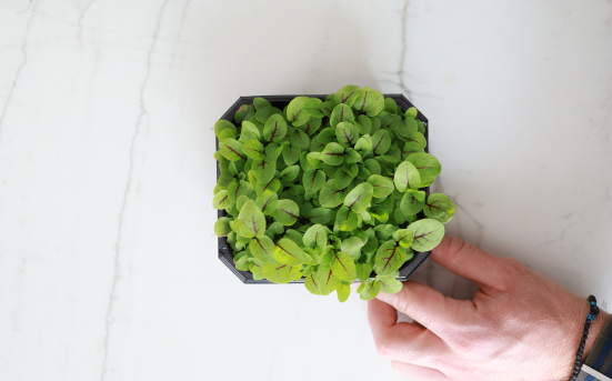 Microgreens cultivados a partir de nuestras semillas