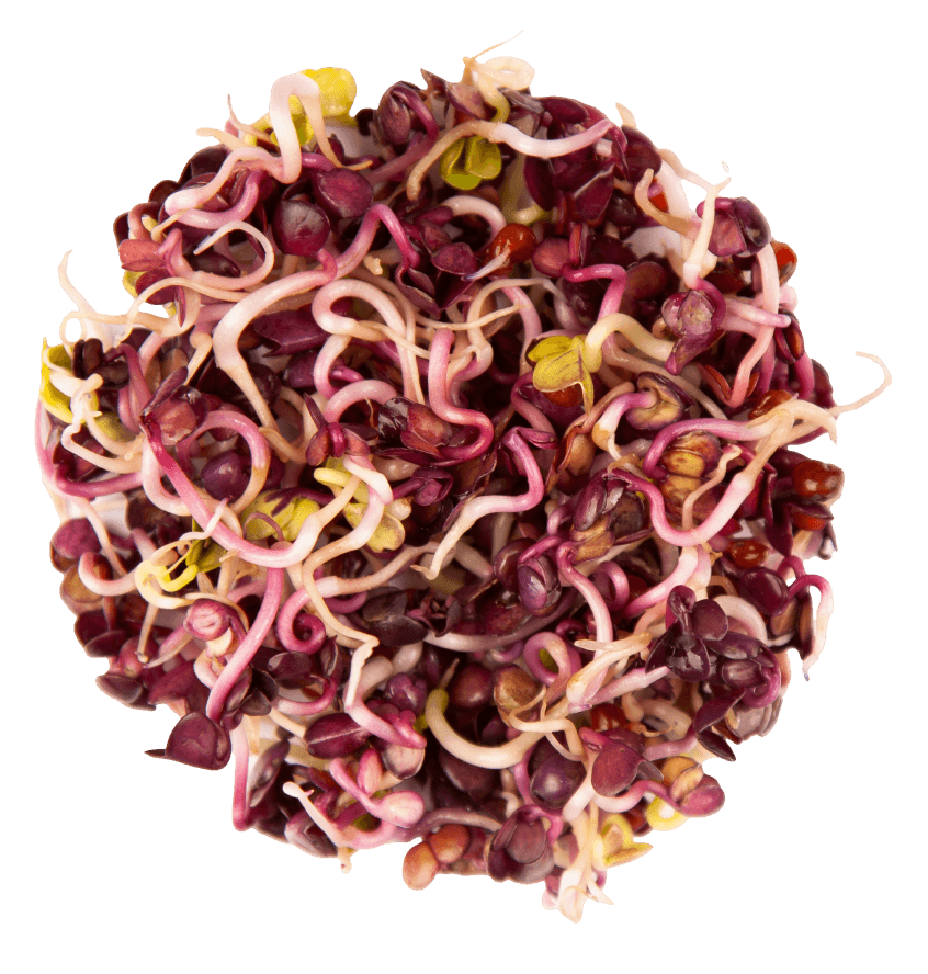 Microgreens mpseeds