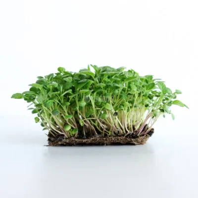 Salvia, semillas para microgreens cultivados de nuestras semillas