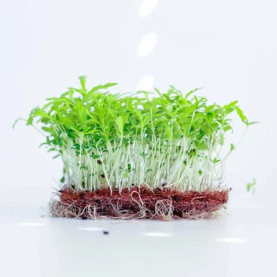 Microgreens de Shungiku procedentes de nuestras semillas