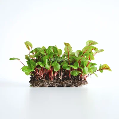 Microgreens de acedera de venas rojas cultivados a partir de semillas MP SEEDS.