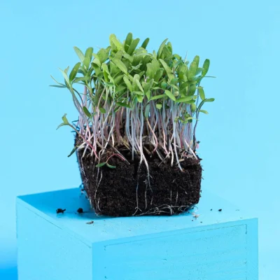 Κατιφές Ροζ microgreens με ρίζες καλλιεργημένα από MP Seeds σπόρους