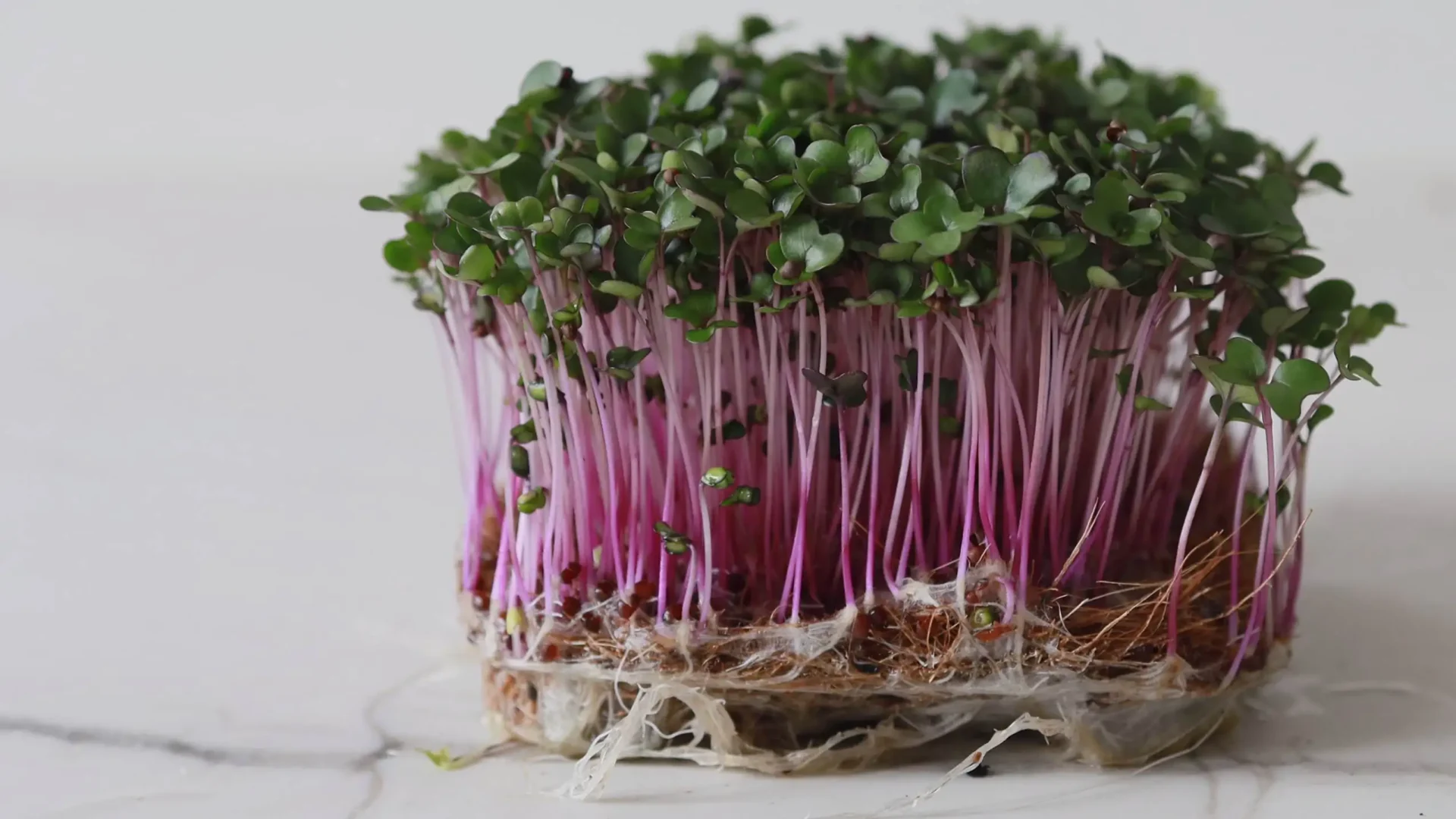 Los microgreens más populares que enamorarán a tus clientes: cultiva las mejores variedades