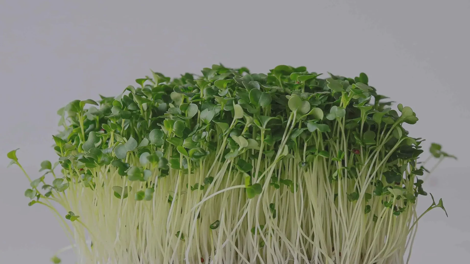 Microgreens de crecimiento rápido: consigue tus cosechas frescas en tiempo récord