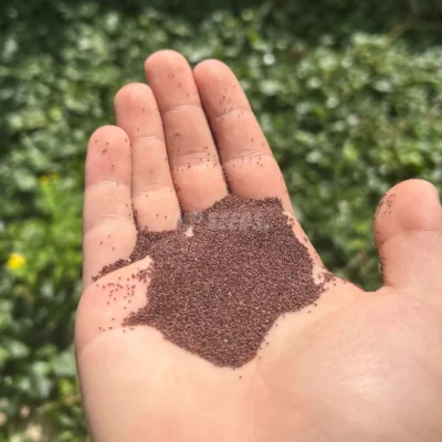 graines de micro-pousses d'origan