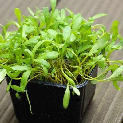 Microgreens de remolacha amarilla cultivadas a partir de nuestras semillas