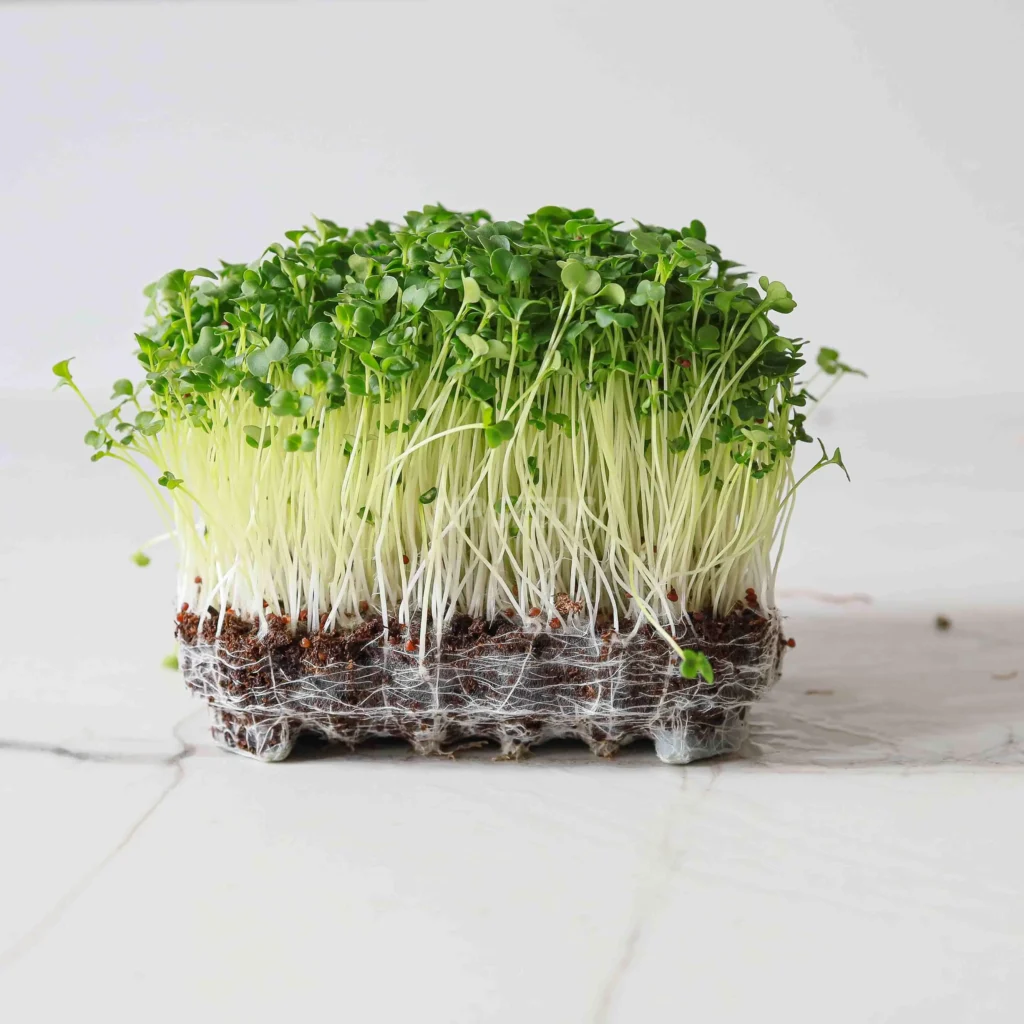 Microgreens de Brócoli Raab a partir de nuestras semillas