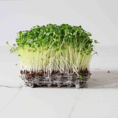 Microgreens de Brócoli Raab cultivados a partir de nuestras semillas