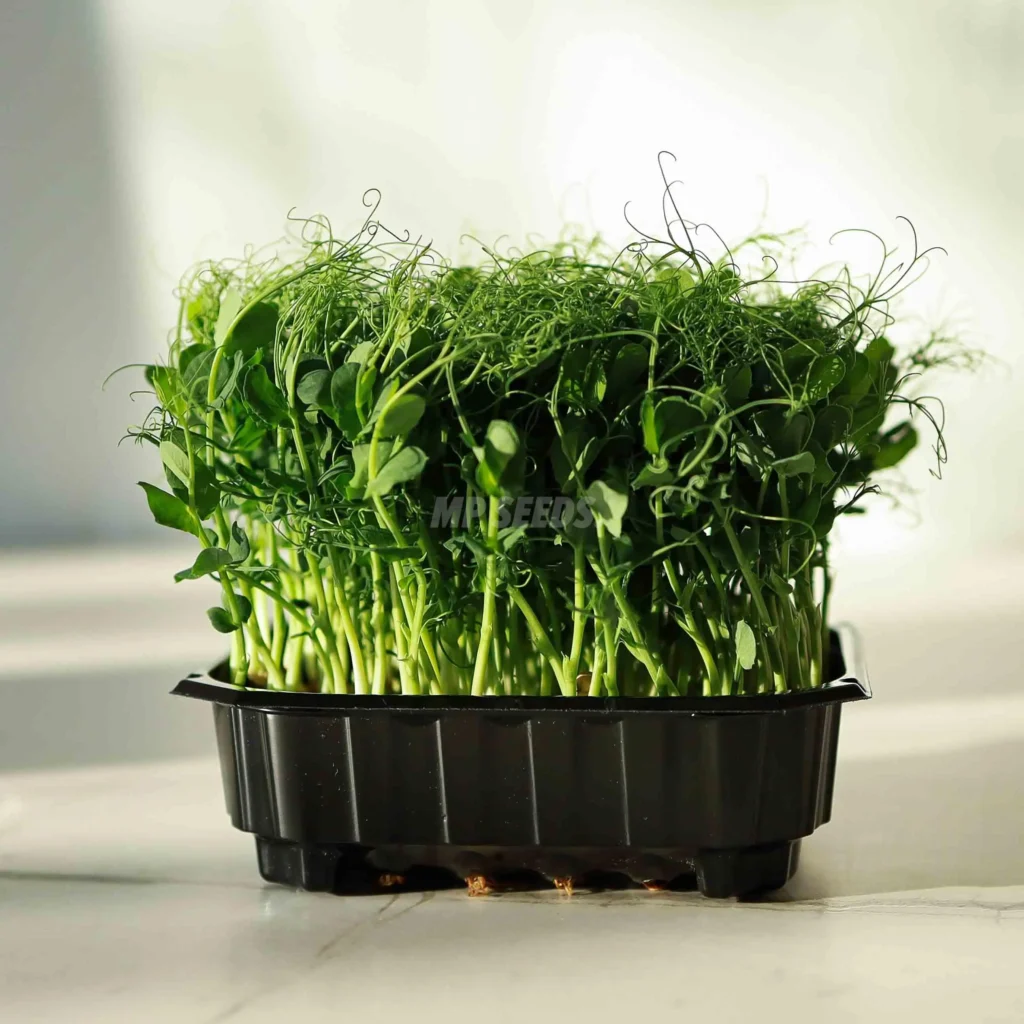 Microgreens de BIO guisante variedad Foxy listos para usar