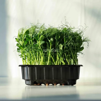 Microgreens de BIO guisante Foxy listos para usar