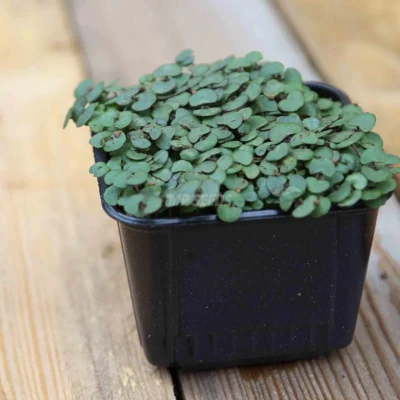 Microgreens de Perilla Shiso Rojo cultivados a partir de nuestras semillas