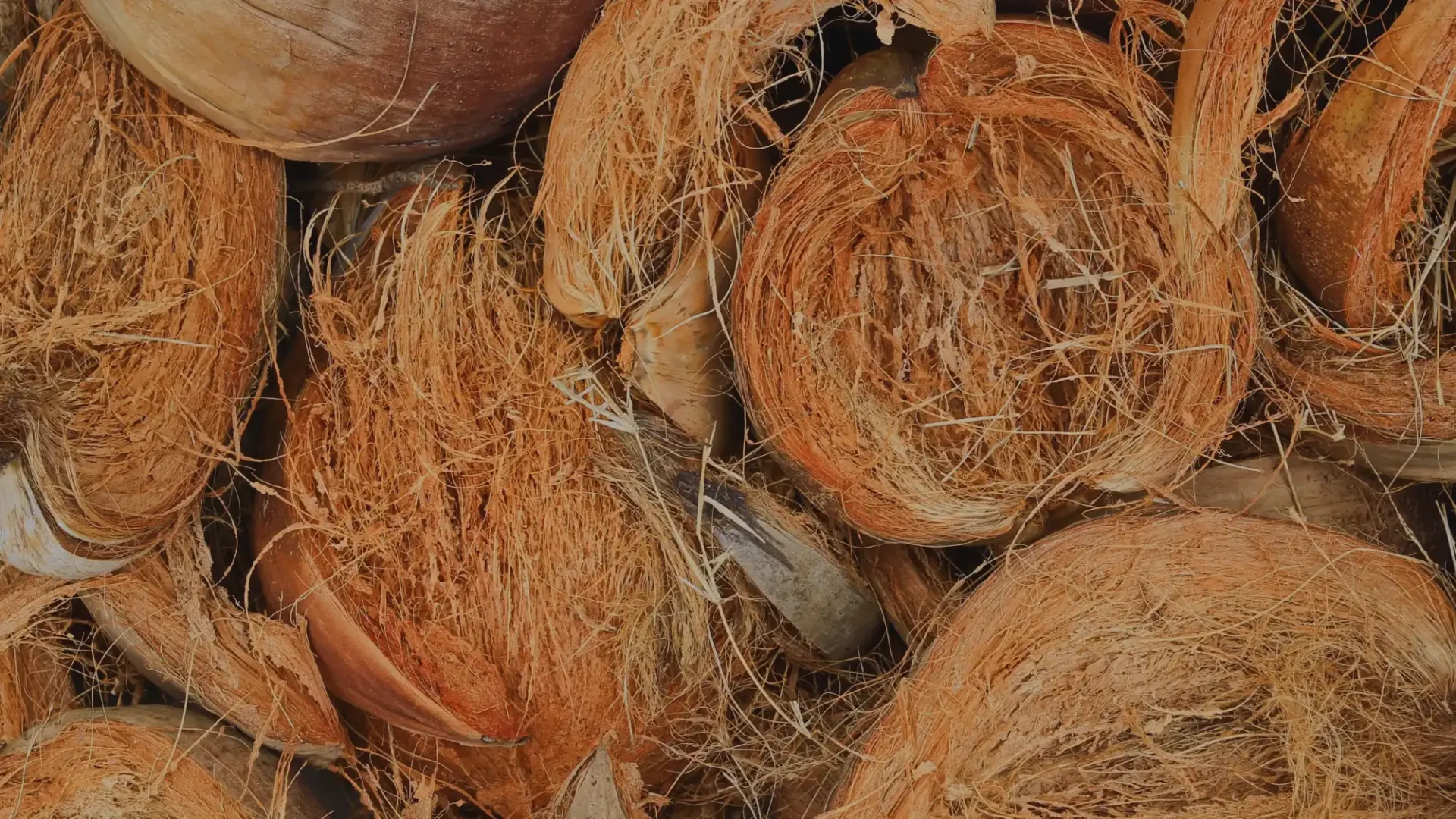 Almohadillas de coco: la clave para el éxito en el cultivo de microgreens