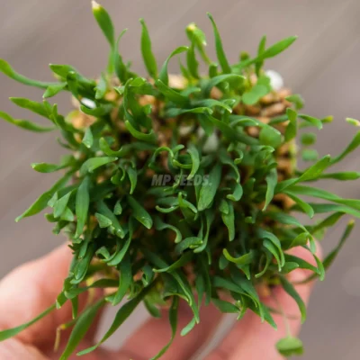 Microgreens de BIO hierba de trigo procedentes de nuestras semillas