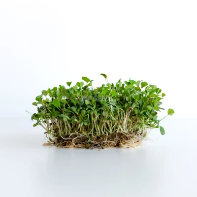 Microgreens de alfalfa cultivados a partir de semillas de MP SEEDS.