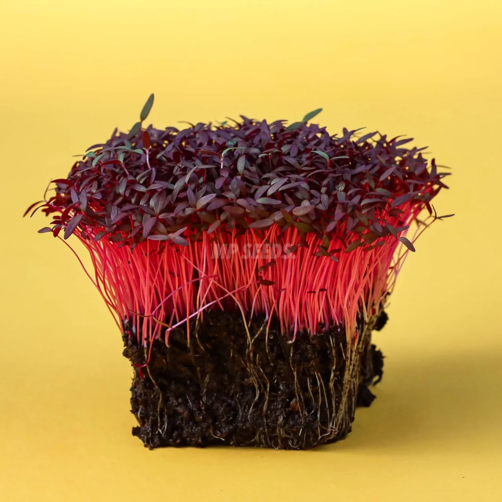 Microgreens de Amaranto Rojo cultivados a partir de nuestras semillas