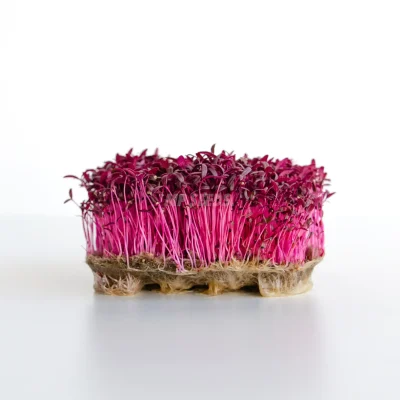 Microgreens de amaranto cultivados a partir de semillas de MP SEEDS.