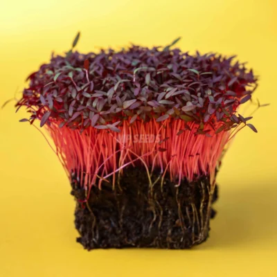 Microgreens de Amaranto Rojo cultivados a partir de semillas MP Seeds