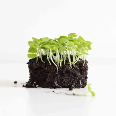 Βασιλικός Italian microgreens καλλιεργημένα από τους δικούς μας σπόρους