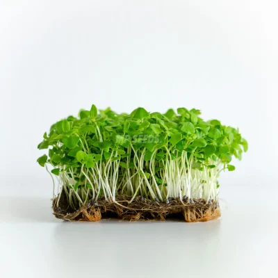 albahaca-limon-semillas-para-microgreens
